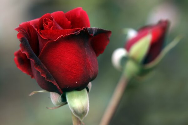 Red rose with a macro bud