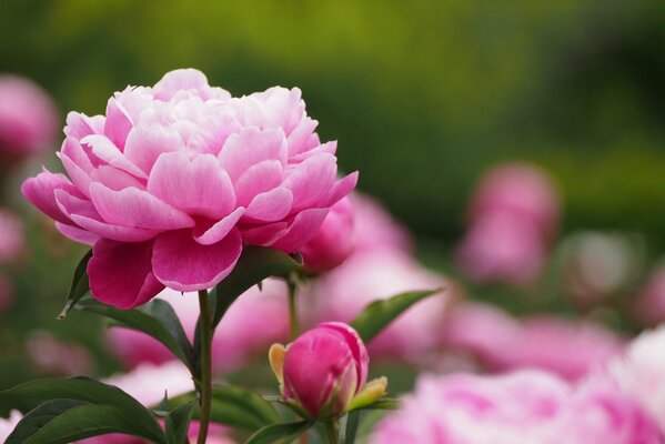 Pink peony bud on a green background