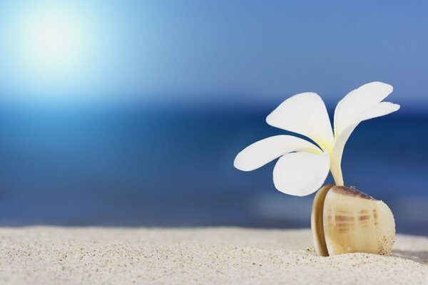 A flower with white petals on the sand