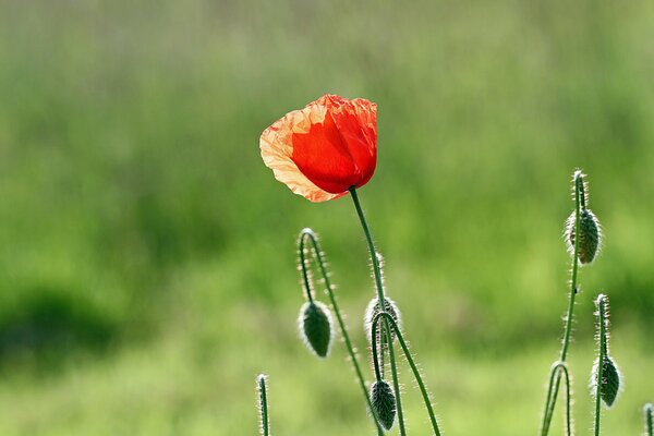 Flores rojas de amapola sobre fondo verde