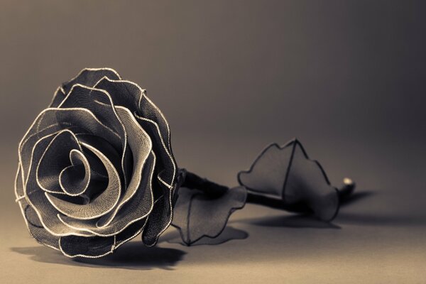 Czarno-biała wielkoformatowa róża o cienkich liściach