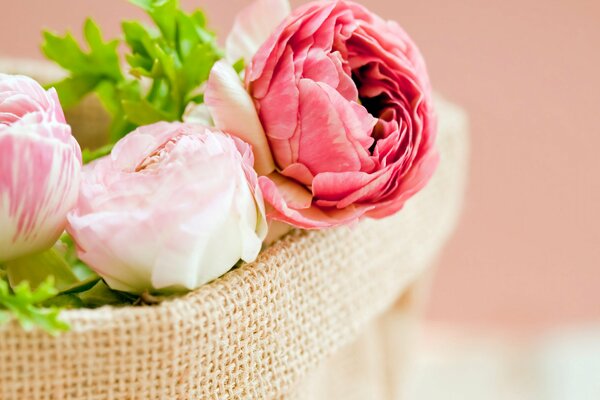 Peonías de flores de brotes blancos y rosados