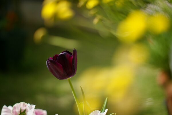 Tulipán rojo sobre fondo borroso