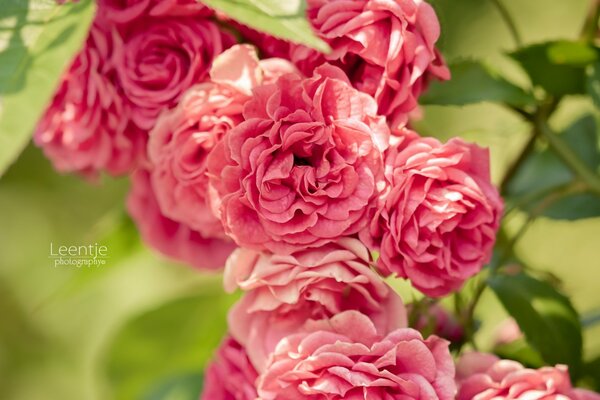 Schöner Zweig mit Rosen