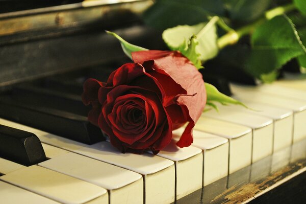 Rosa solitaria sui tasti del pianoforte a coda