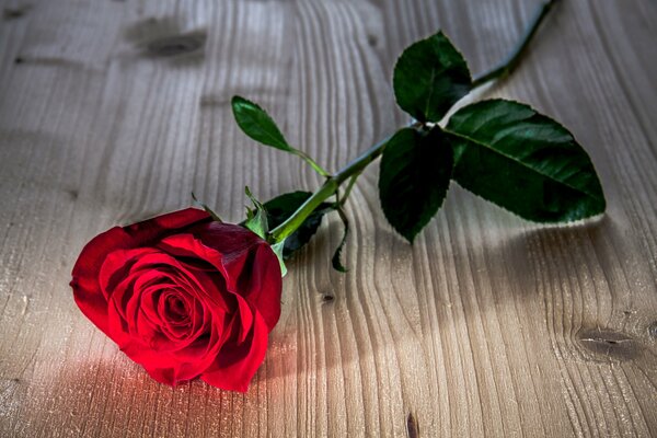Rosa rossa sul tavolo
