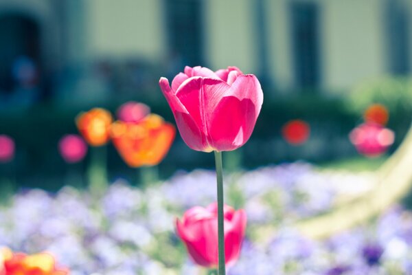 Tulipano rosa in una radura