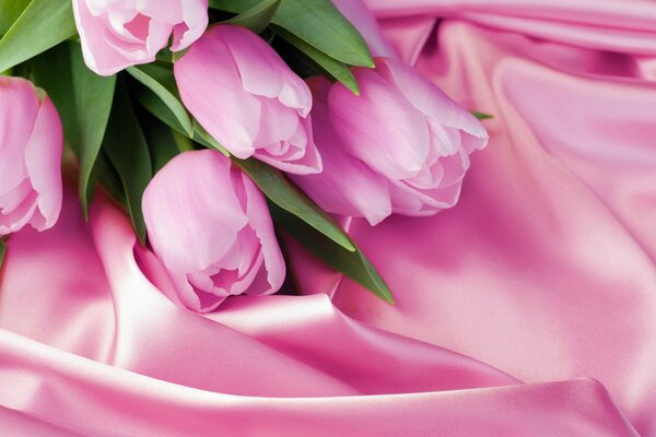 Różowe tulipany do 8 marca