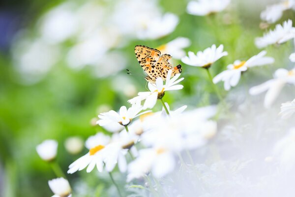 Красивая бабочка на белой ромашке в поле
