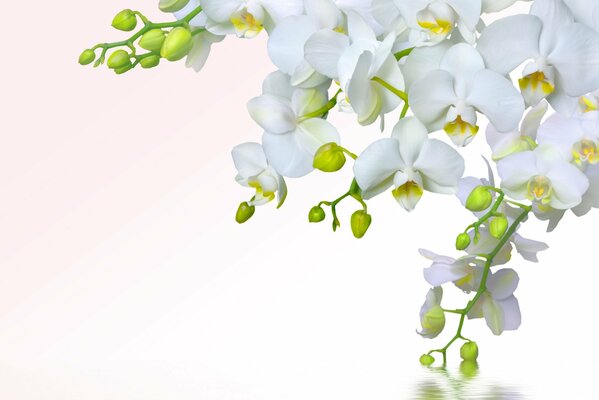 White delicate orchid phalaenopsis spring flowers