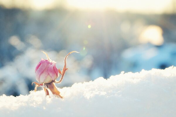 Capullo de rosa en la nieve