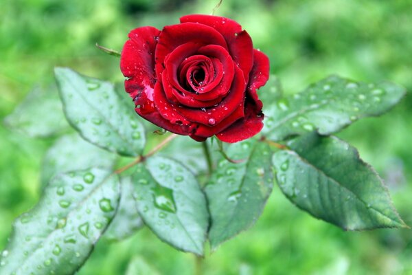 Jedna róża z kroplami rosy