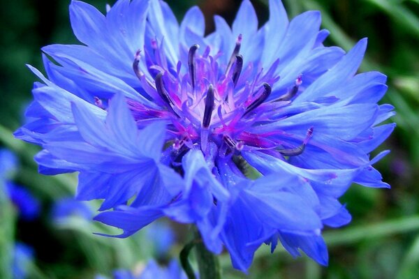 Bleuet bleu vif dans le champ d été