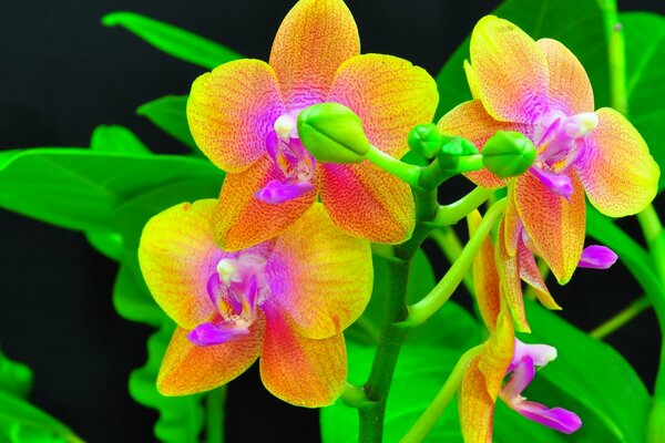 Orchidee insolite giallo lilla