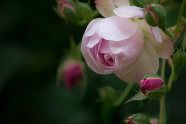 Rosebuds of pink roses macro shot