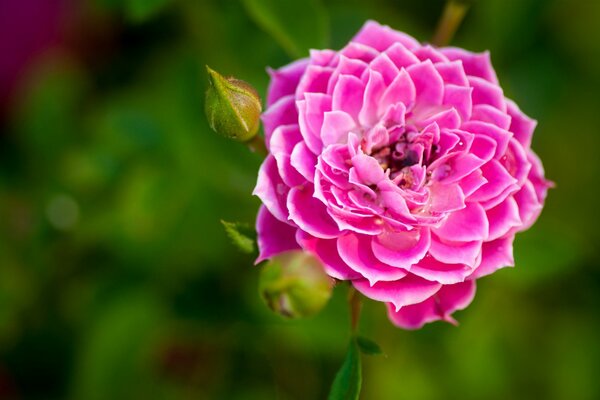 Bocciolo di rosa rosa con bordo bianco