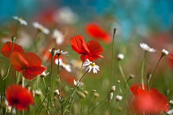 Amapolas y margaritas en un Prado verde