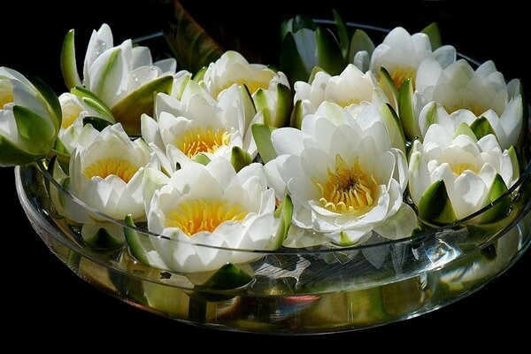 Transparente Vase mit einem Lotus-Blumenstrauß gefüllt