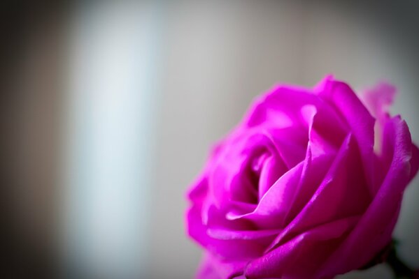 Pink rose on a gray background