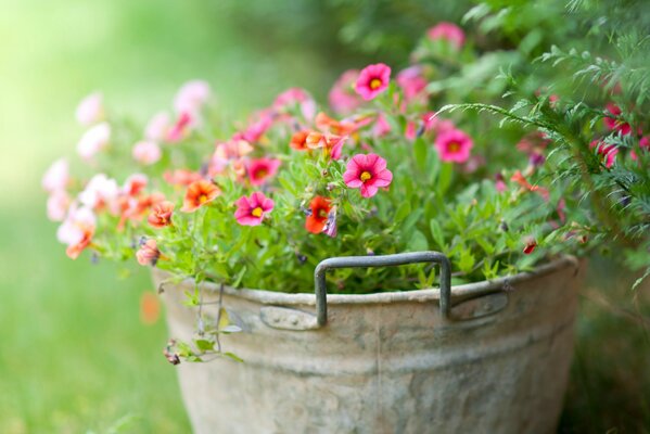 Fleurs roses dans un seau