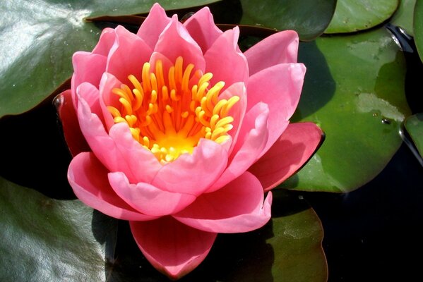 Pink water lily with open petals