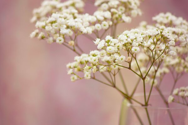 Gentle snow-white gypsophila, macro