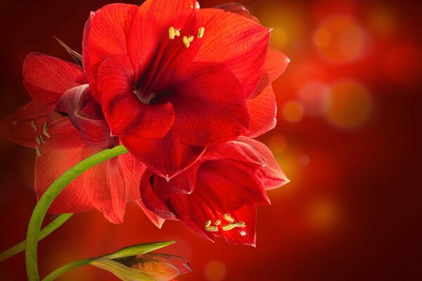 Red amaryllis on a background with highlights