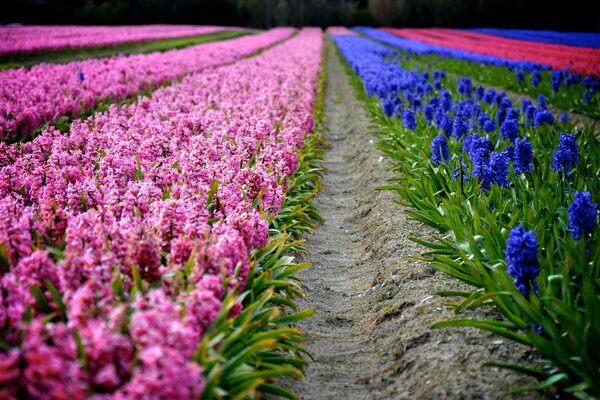 Hyazinthen Reihen mit roten und blauen Blüten