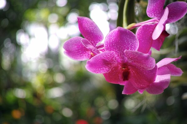 Himbeerorchidee auf einem verschwommenen Foto