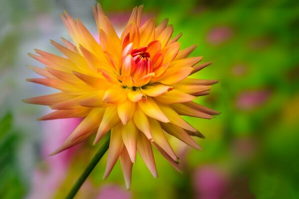 Gelb-orange Blume auf verschwommenem Hintergrund