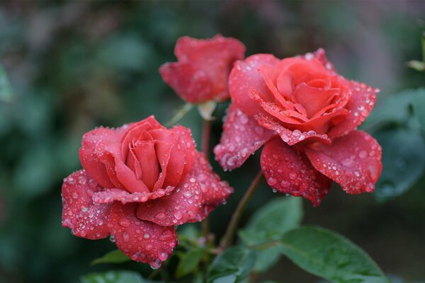 Trio in raindrops