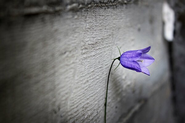 Violett. Eins. Tafel