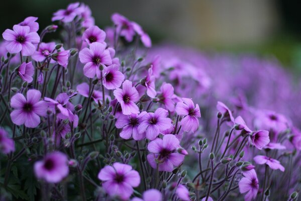 Lila Blüten in Makroaufnahmen