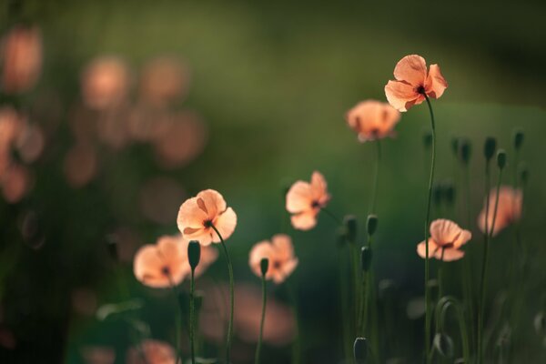 Transparent poppies on a green background