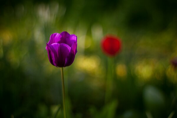 Macro shooting of a purple tulip