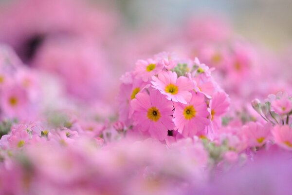 Pink primroses delight the eye