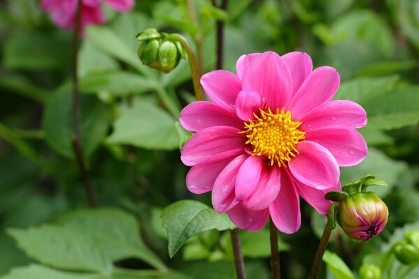 Pink dahlia and green bud