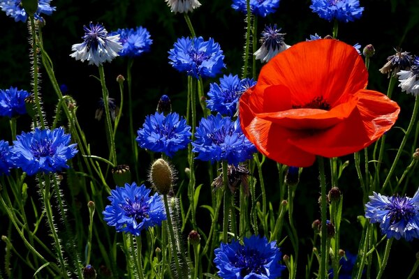 Prairie de bleuets et de pavot rouge