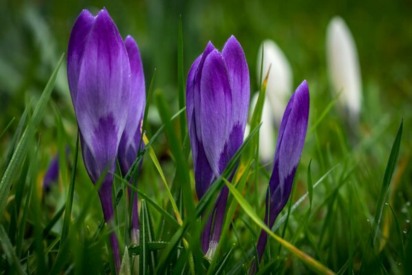 Фиолетовые крокусы на весенней траве