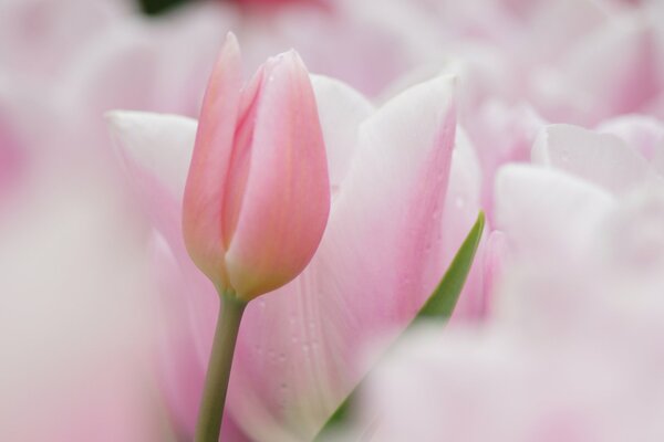 Delikatne różowe tulipany na rozmytym tle