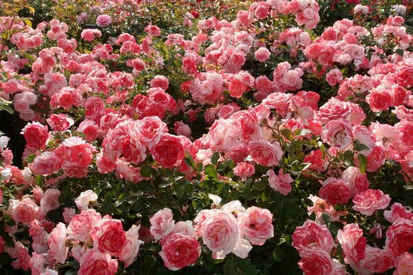 Wiele pięknych krzewów róż