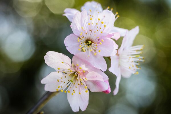 Ein leichtes, helles Bild einer rosa Sakura