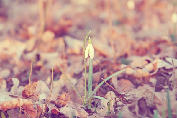 A single snowdrop on the background of foliage