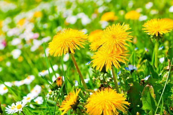 Sommerlichtung mit Kamille und Löwenzahn