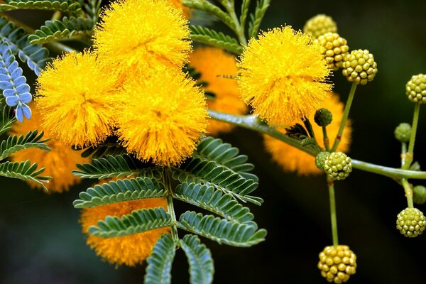 Brotes de Mimosa amarilla de primavera