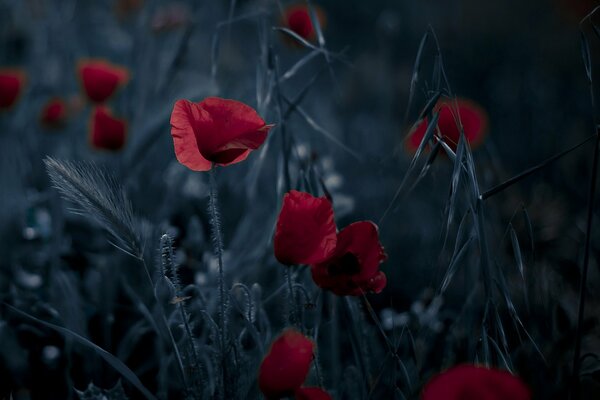 Coquelicots rouges sur fond sombre