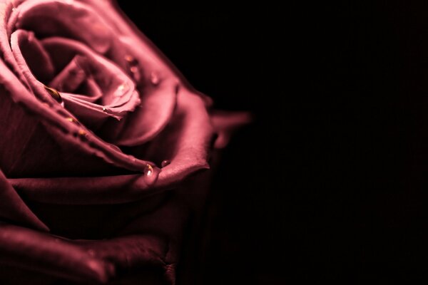 Fotografía macro de una rosa. Fondo oscuro