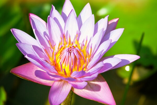 A pink water lily lurked among the leaves