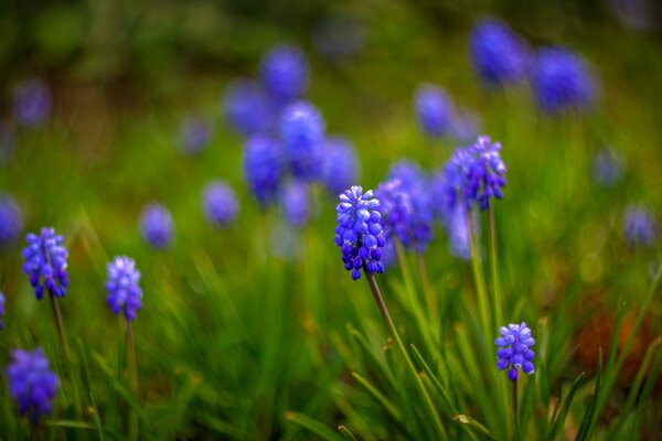 Blue grape hyacinth in macro focus