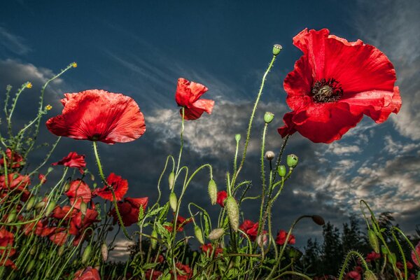 Flores rojas de amapola contra el cielo